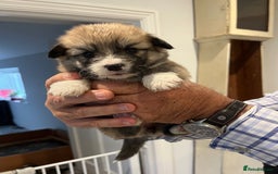 Welsh Corgi Pembroke dogs for sale: Lovely Corgis - Image 1