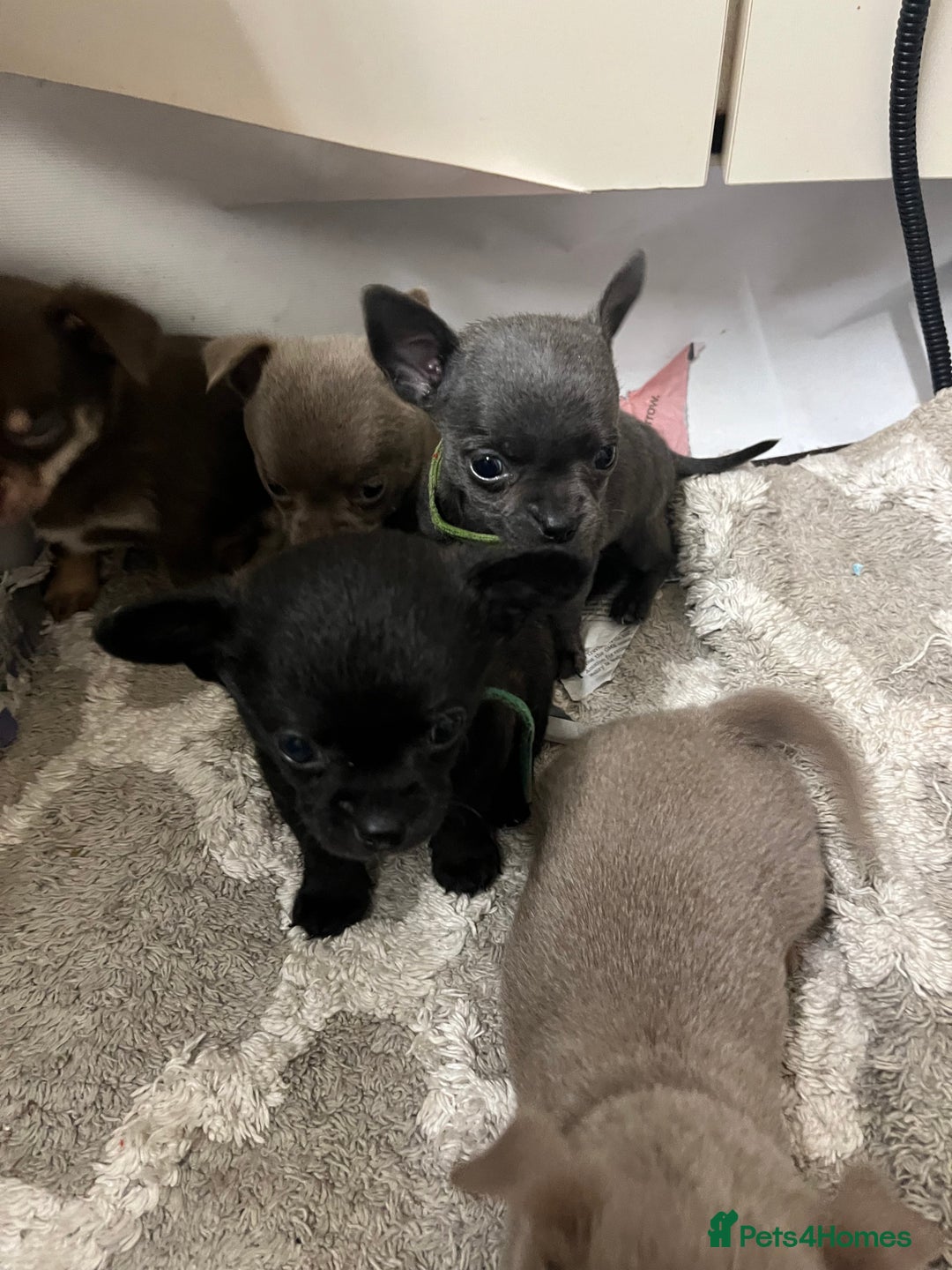Chihuahua dogs for sale: Chihuahua teacups - Image 6