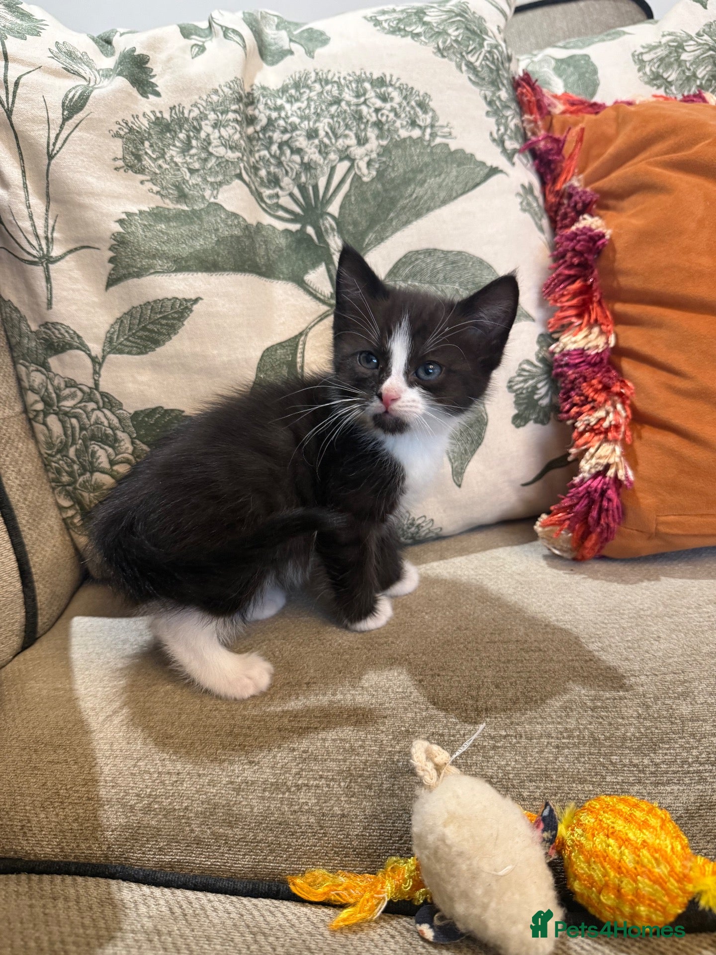 Mixed Breed cats *LAST GIRL remaining* Beautiful kittens - Advert 2