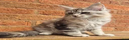 Maine Coon cats for sale: 2 Beautiful Maine coon kittens - Advert 17