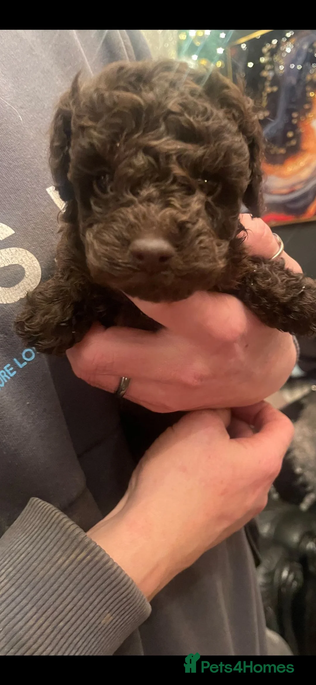 Toy Poodle dogs for sale: Purebred Toy Poodles - Advert 2