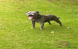 Staffordshire Bull Terrier dogs for sale: 3 chunky puppies  - Image 6