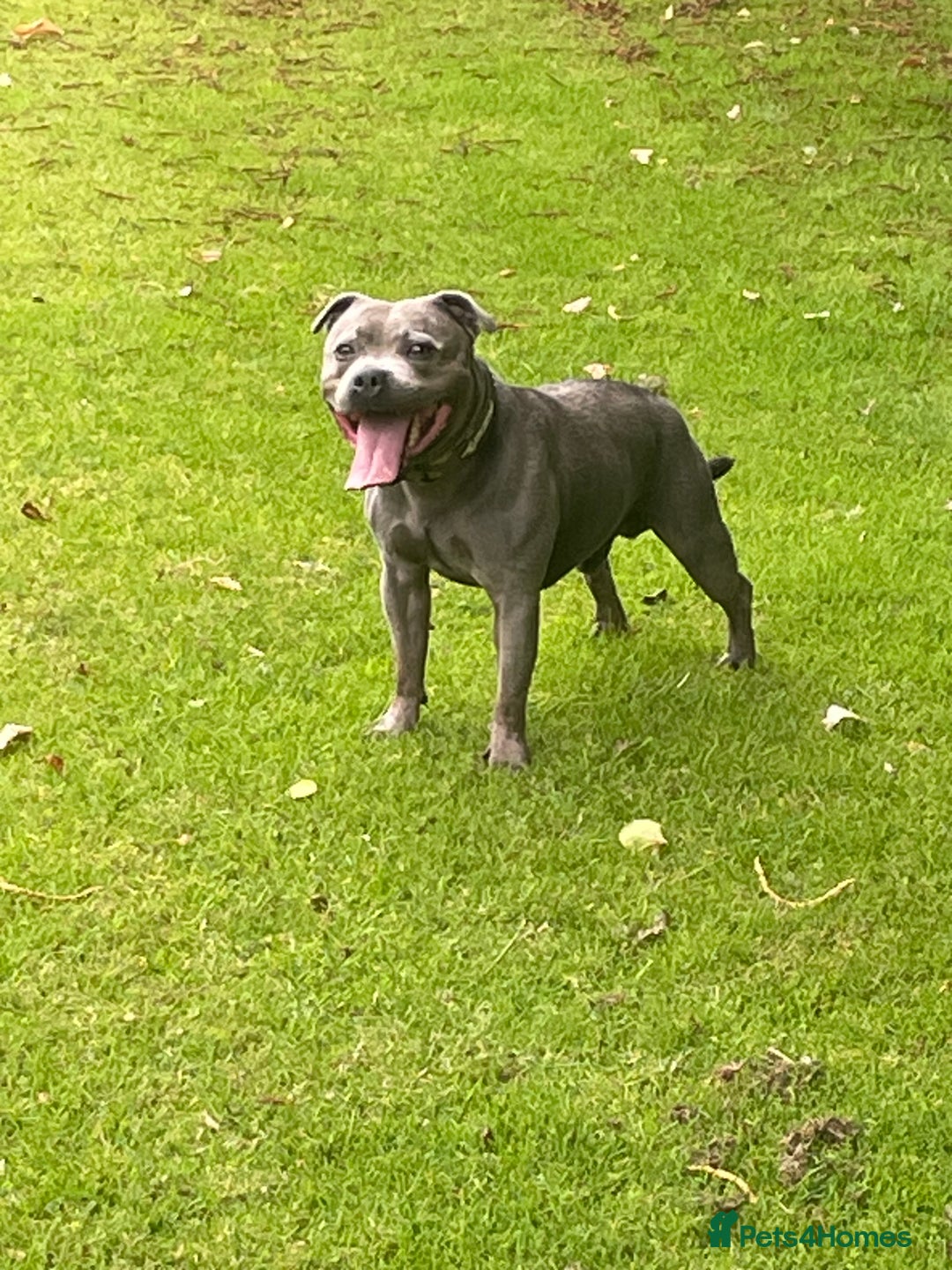 Staffordshire Bull Terrier dogs for sale: 3 chunky puppies  - Image 6