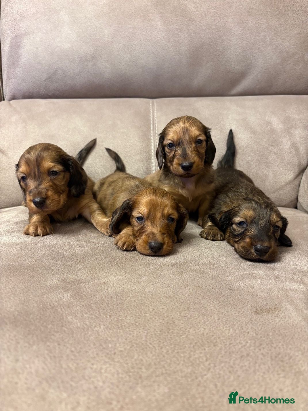 Dachshund dogs Standard Long Haired Dachshunds - Advert 1