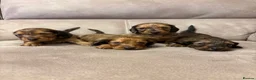 Dachshund dogs for sale: Standard Long Haired Dachshunds - Advert 3