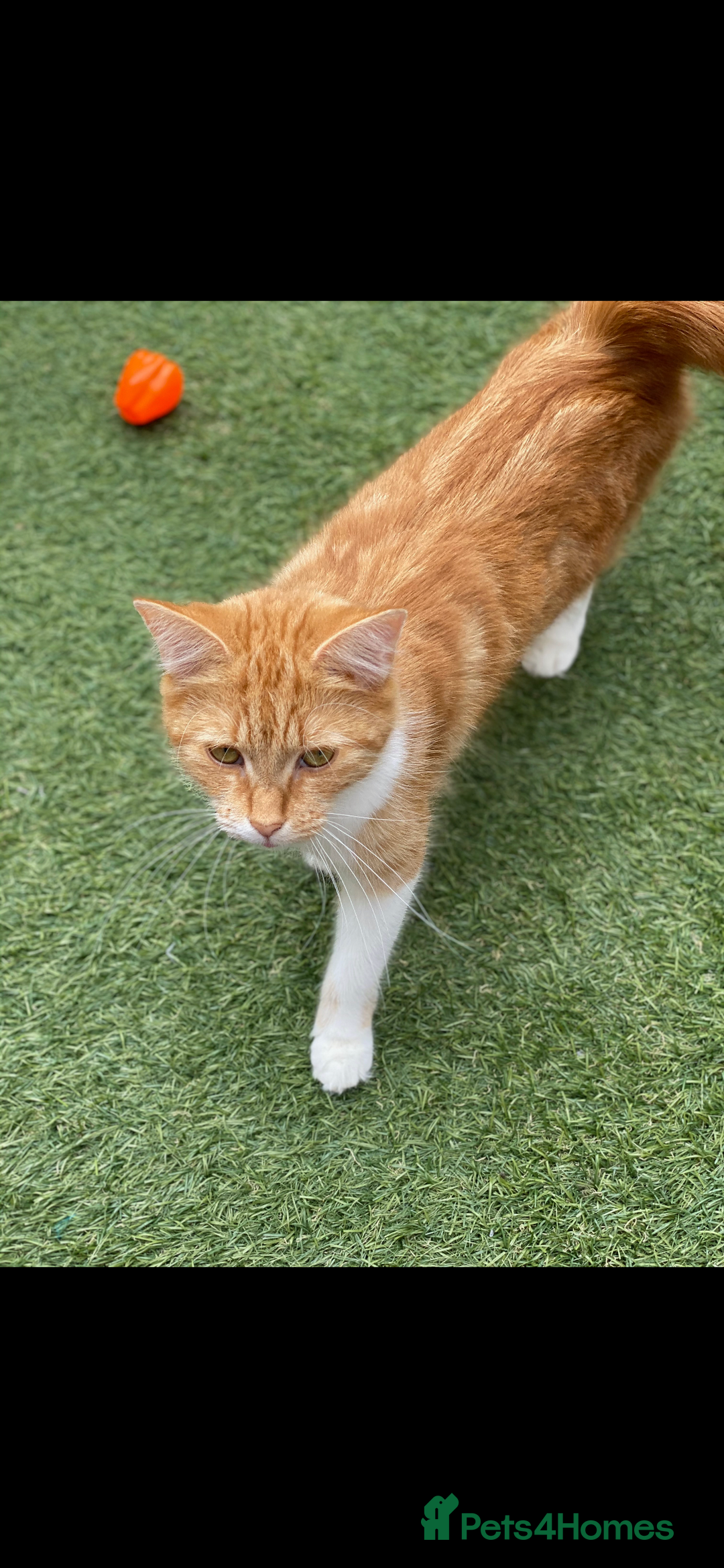 Mixed Breed cats for sale: Pumpkin - Advert 7