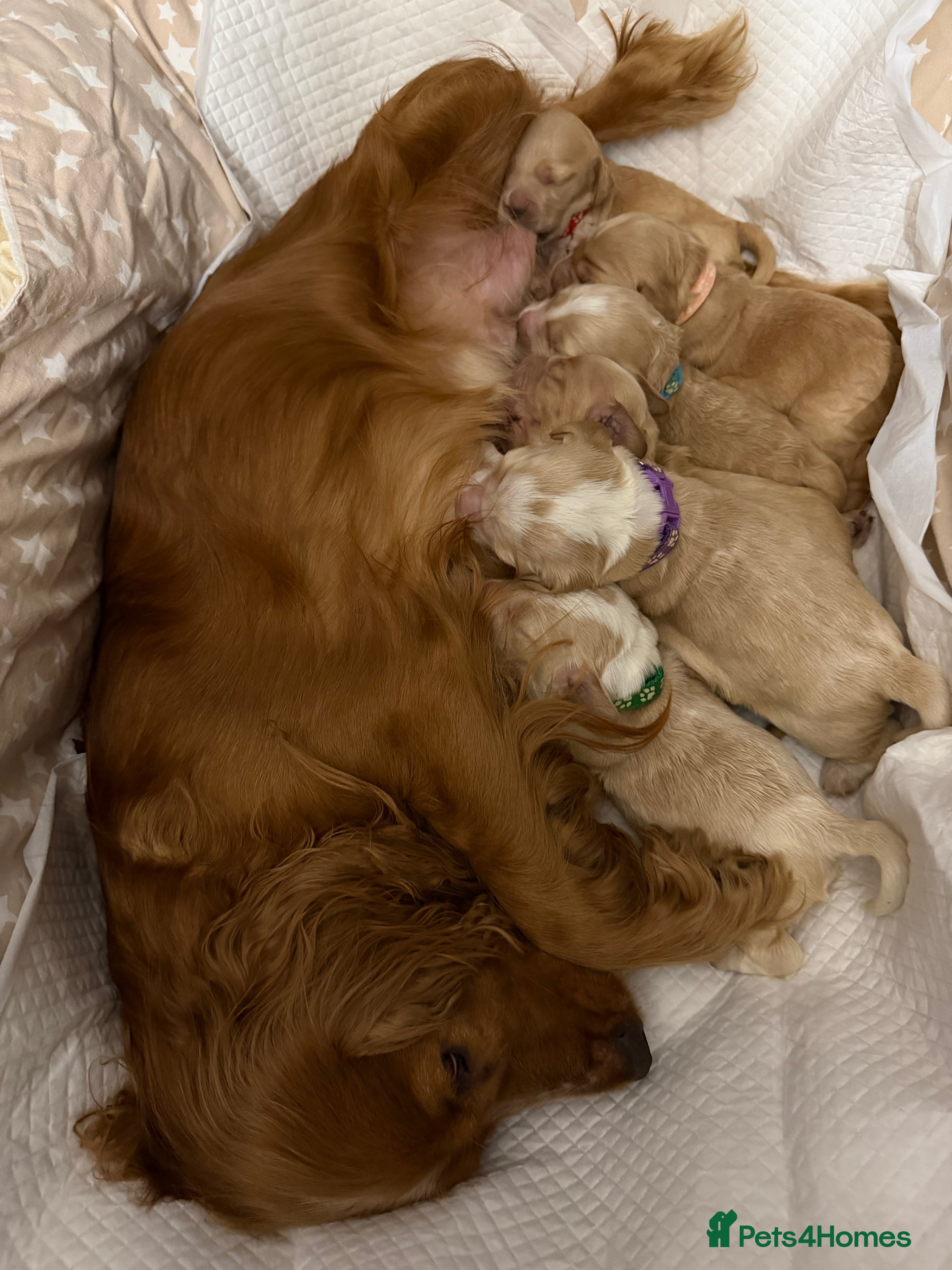 Cocker Spaniel dogs Beautiful working cocker spaniel puppies for sale - Advert 5