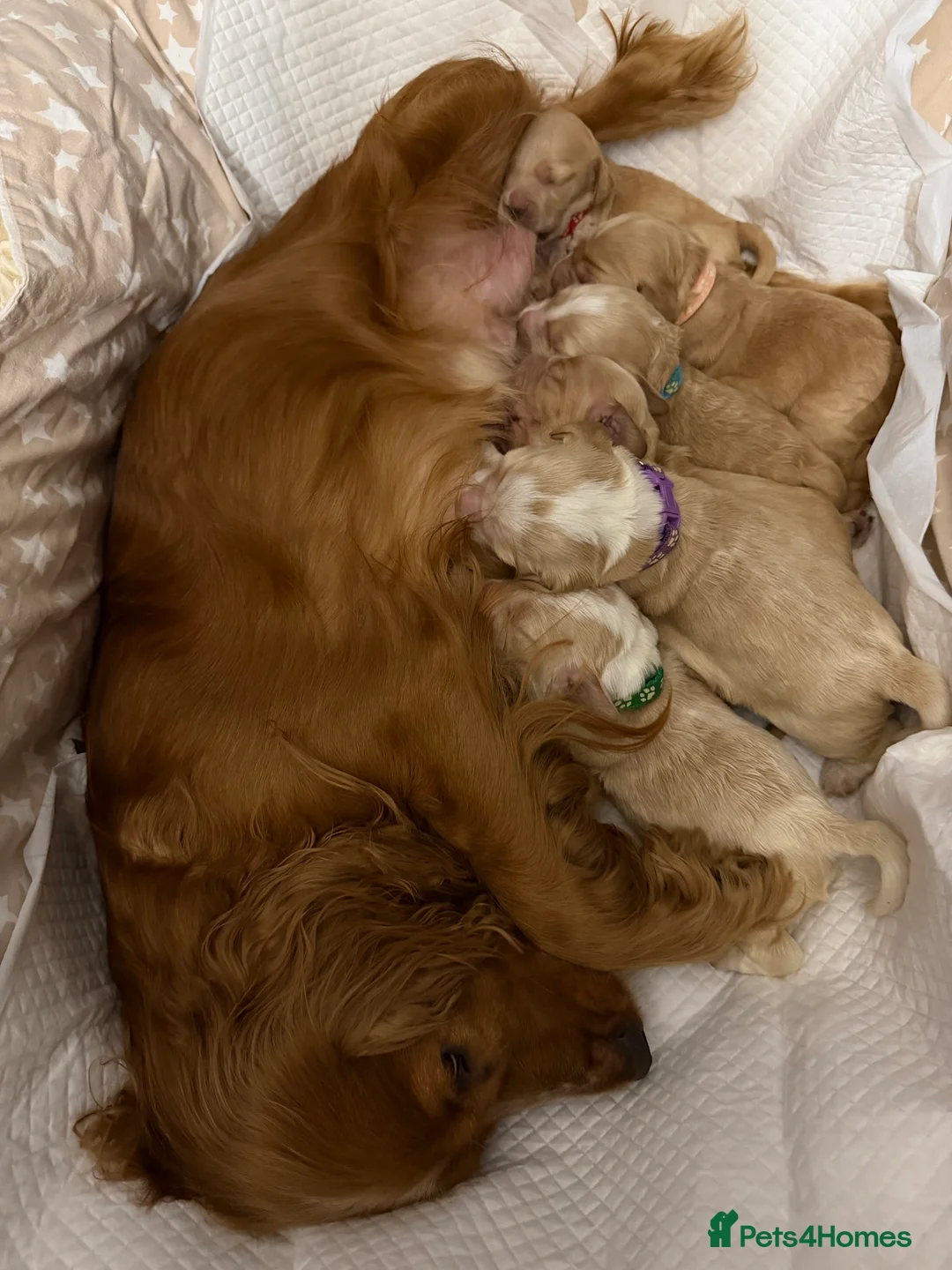 Cocker Spaniel dogs for sale: Beautiful working cocker spaniel puppies for sale - Advert 1
