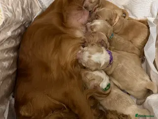 Cocker Spaniel dogs Beautiful working cocker spaniel puppies for sale - Advert 5