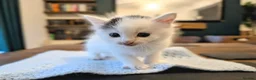 Mixed Breed cats for sale: Beautiful kittens. in Porth - Advert 2