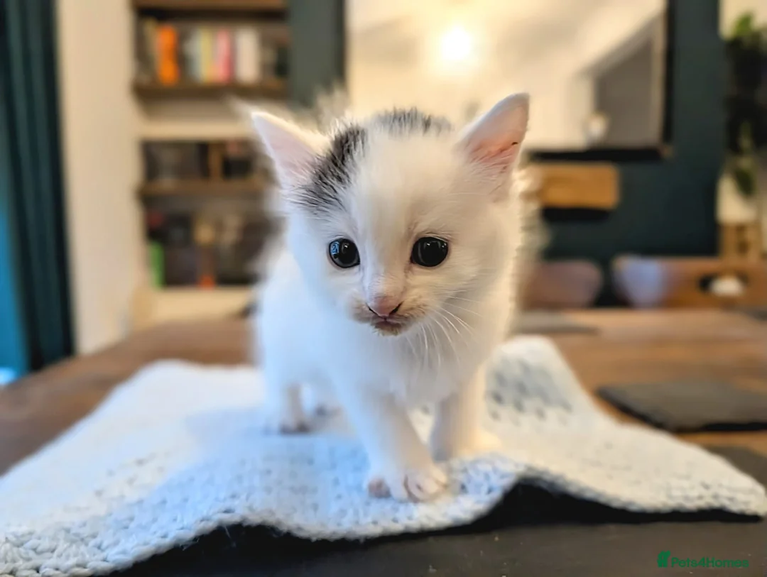 Mixed Breed cats for sale: Beautiful kittens. in Porth - Advert 2