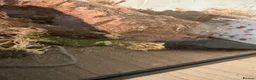Frog reptiles for sale: Juvenile Pac Man Frog - Advert 2