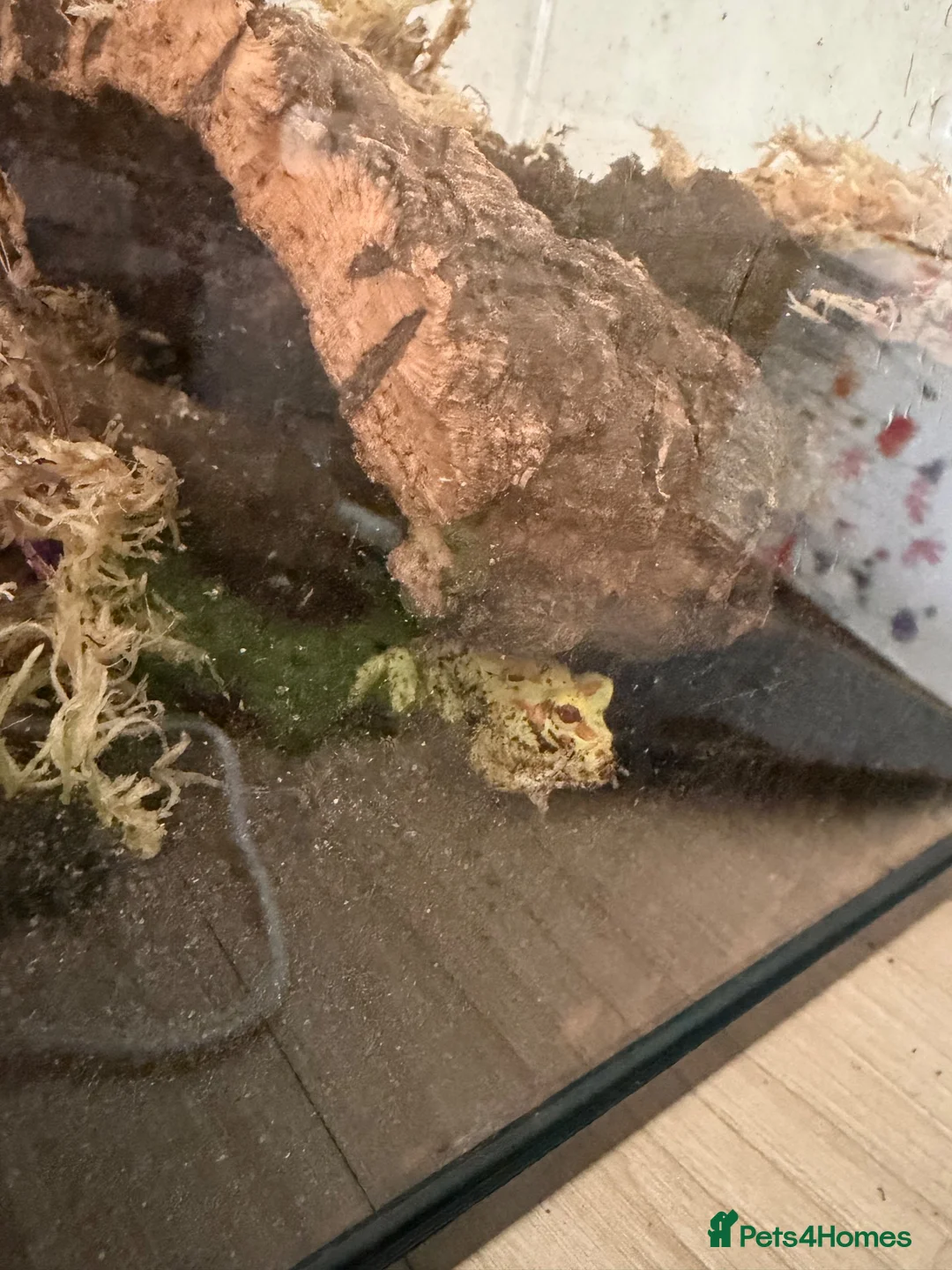 Frog reptiles for sale: Juvenile Pac Man Frog - Advert 2