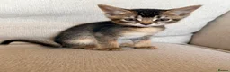 Mixed Breed cats for sale: Beautiful Home Raised Abyssinian Mix Kittens - Advert 6
