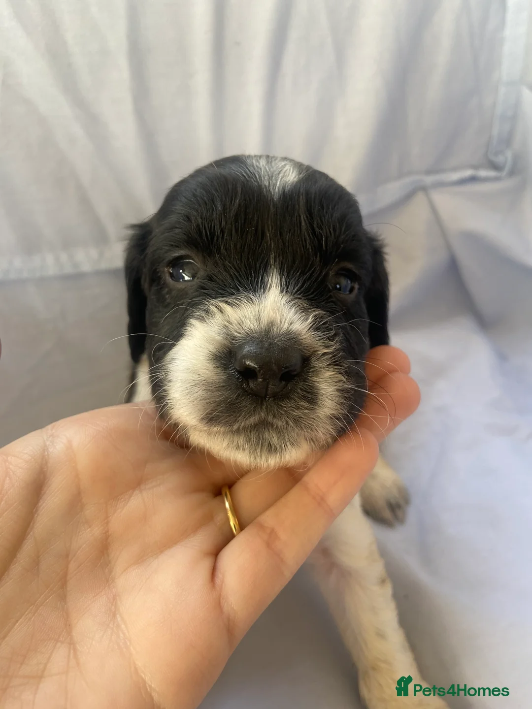Cocker Spaniel dogs for sale: Working type Cocker Spaniel Puppies 🐶🐾  - Advert 7