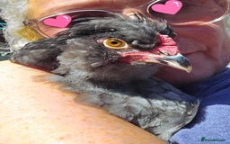 Chickens poultry for sale: Blue British tailed Araucana boy  - Image 9