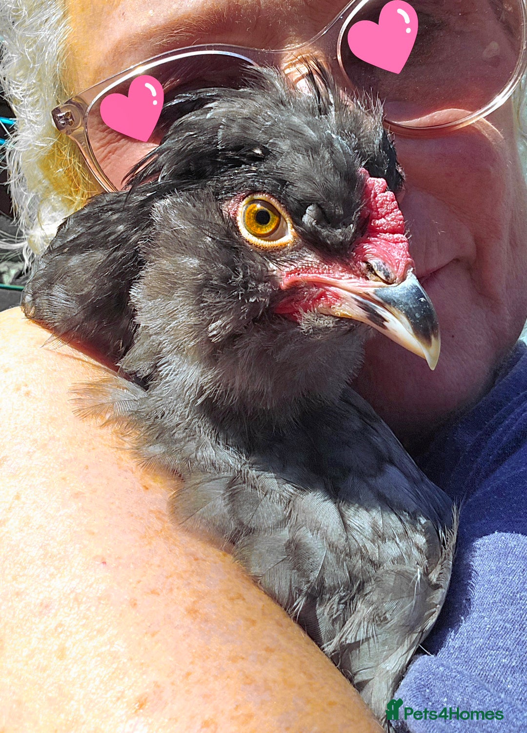 Chickens poultry for sale: Blue British tailed Araucana boy  - Image 9