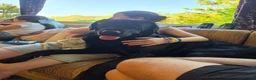 Labrador Retriever dogs for sale: 2 Year Old Black Labrador Looking for Loving Home in Wallasey - Advert 2