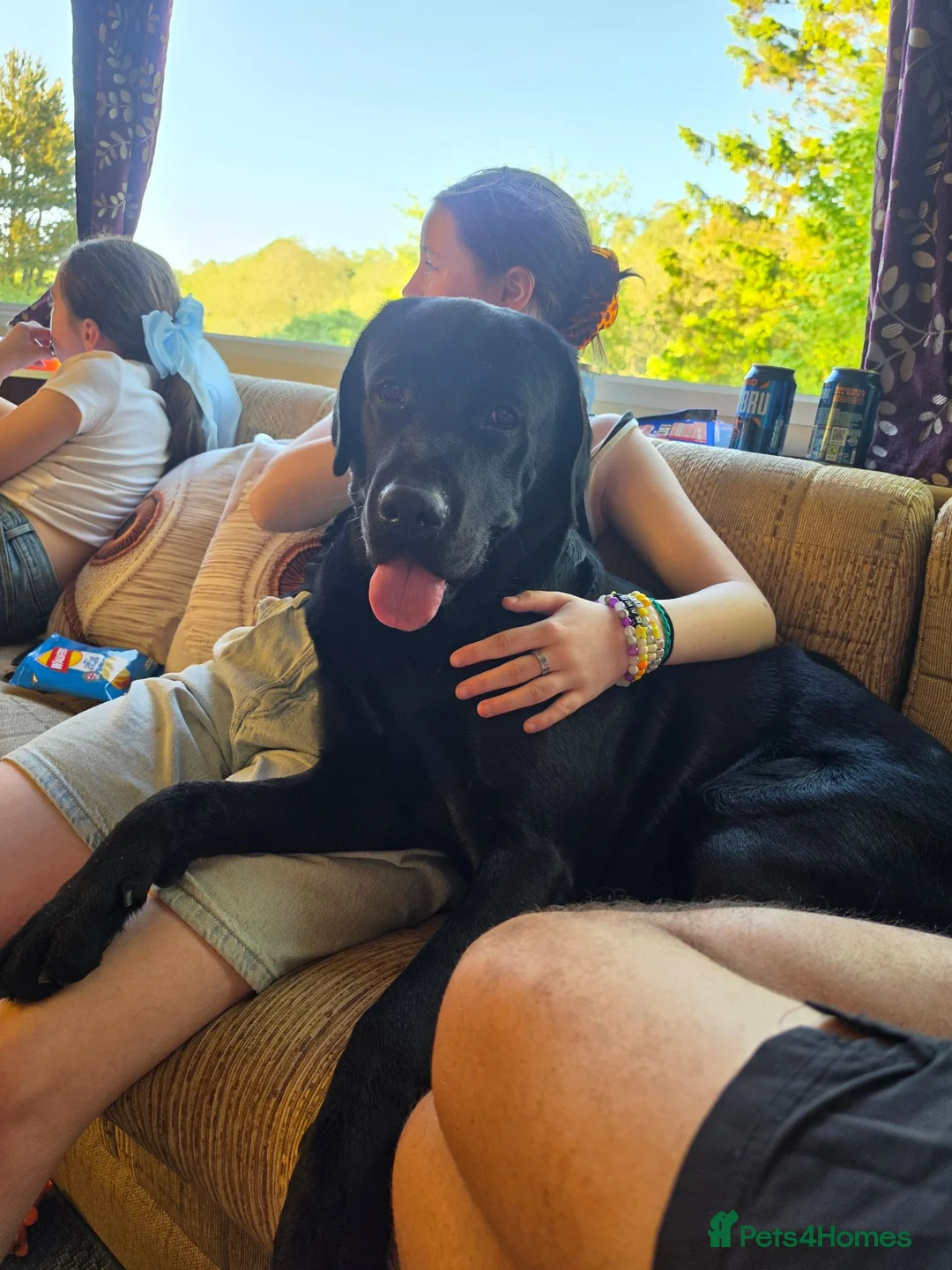 Labrador Retriever dogs for sale: 2 Year Old Black Labrador Looking for Loving Home in Wallasey - Advert 2
