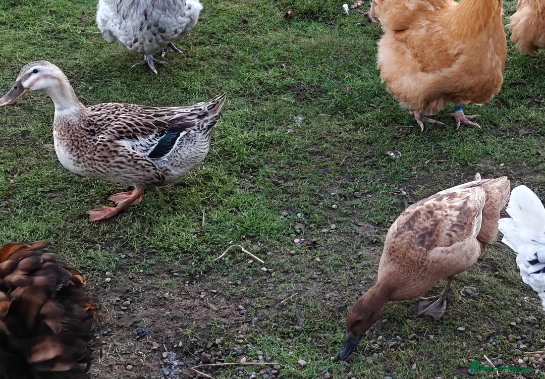Ducks poultry for sale: 2 female ducks - Advert 6