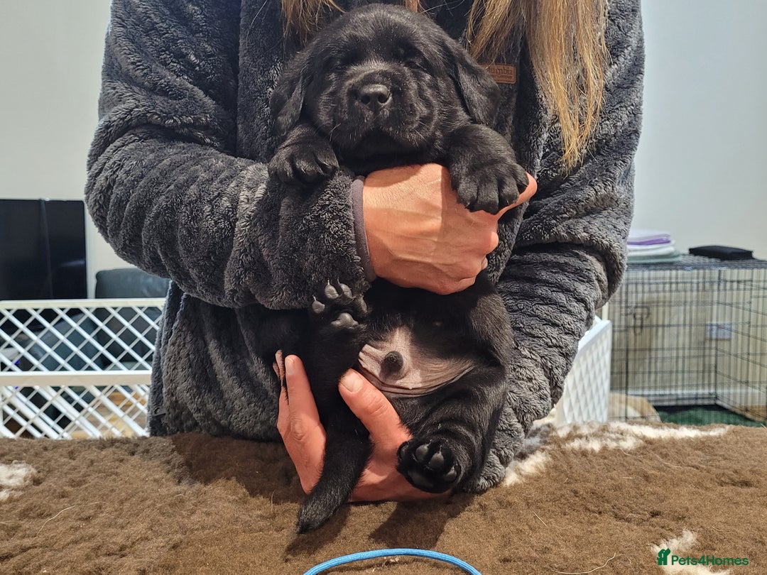 Labrador Retriever dogs for sale: 🐾Exceptional Black Labrador Retriever Puppies🐾 - Advert 8