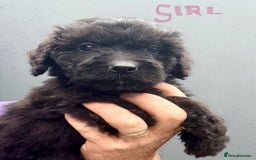 Mixed Breed dogs for sale: f1 St Berdoodle Pups - Image 12