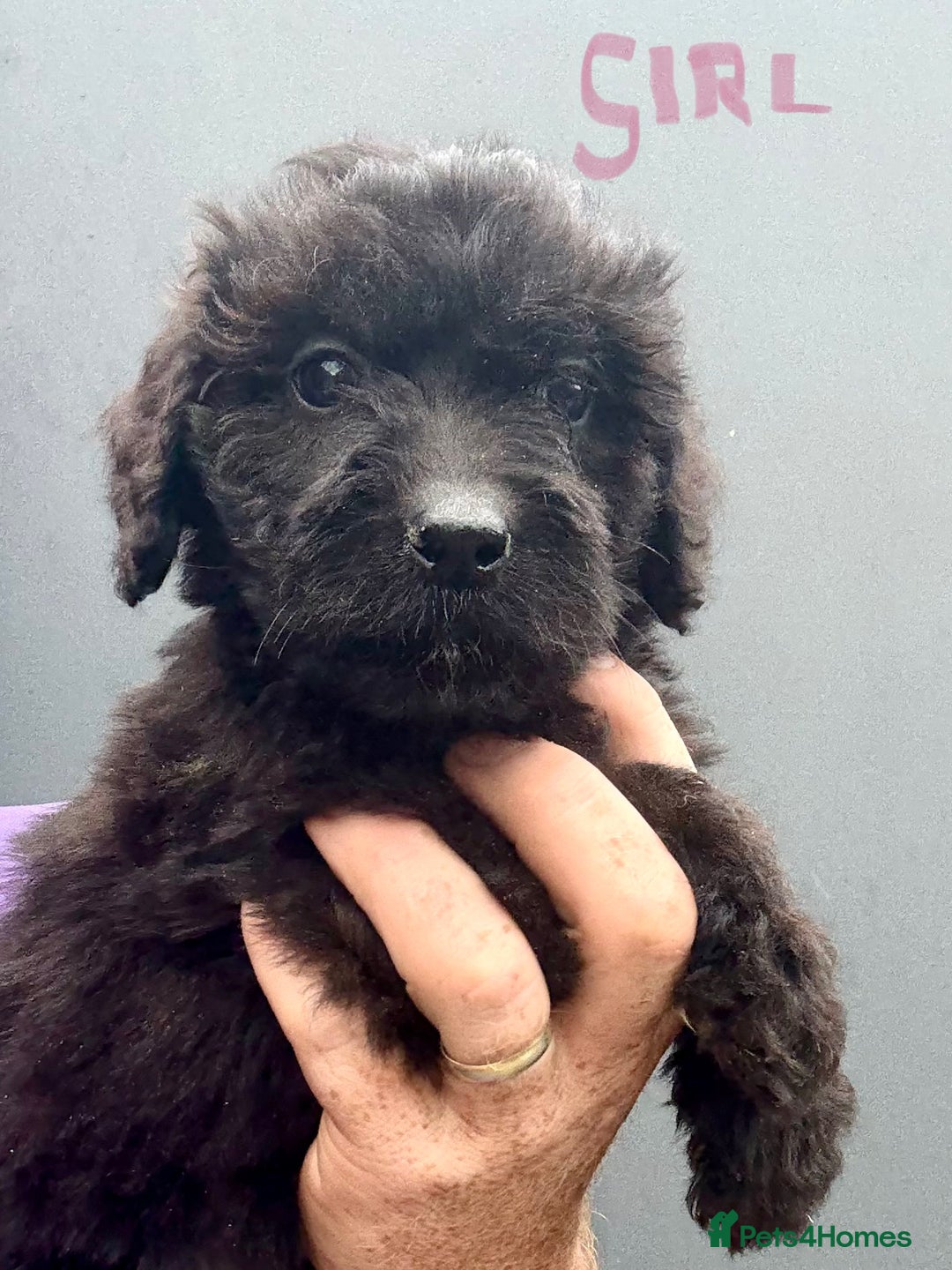 Mixed Breed dogs for sale: f1 St Berdoodle Pups - Image 12