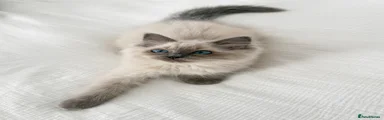 Ragdoll Kitten 2