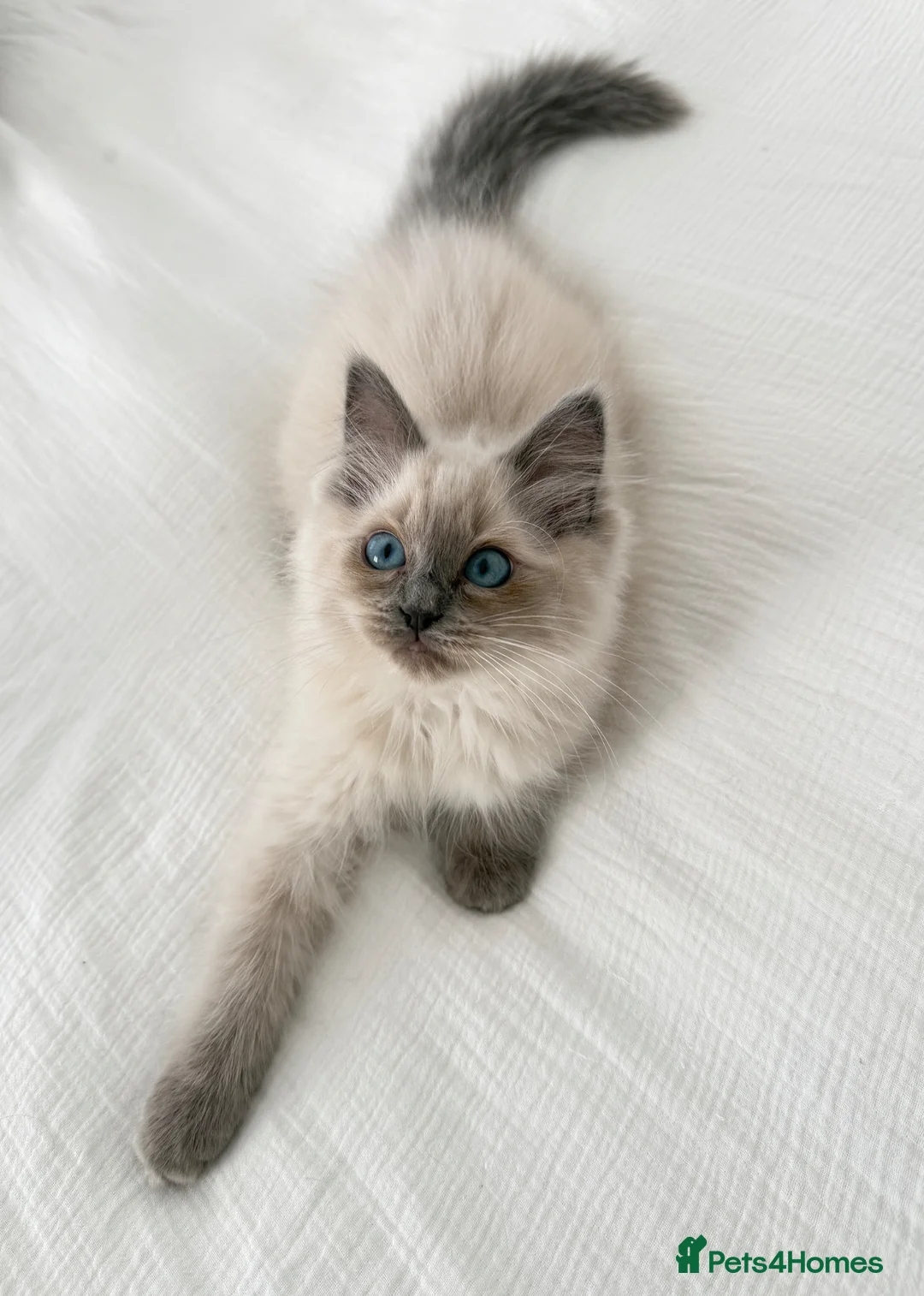 Ragdoll cats for sale: Ragdoll kittens  - Advert 14