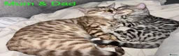 Bengal cats for sale: 4 gorgeous female Bengal kittens ready to reserve - Advert 27