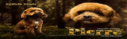 Cavapoo dogs for sale: Cavapoo f1 fully health tested, mum and dad here - Advert 7