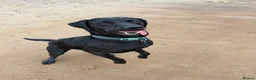 Labrador Retriever dogs for stud: For stud  in Hartlepool - Advert 4
