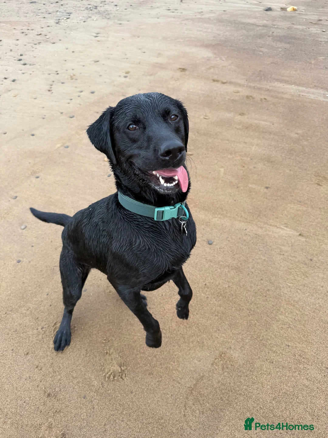 Labrador Retriever dogs for stud: For stud  in Hartlepool - Advert 4