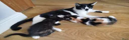 British Shorthair cats for sale: Kittens ready for their new family home  - Advert 9