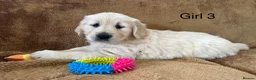 Golden Retriever dogs for sale: Golden Retriever puppies - Advert 10