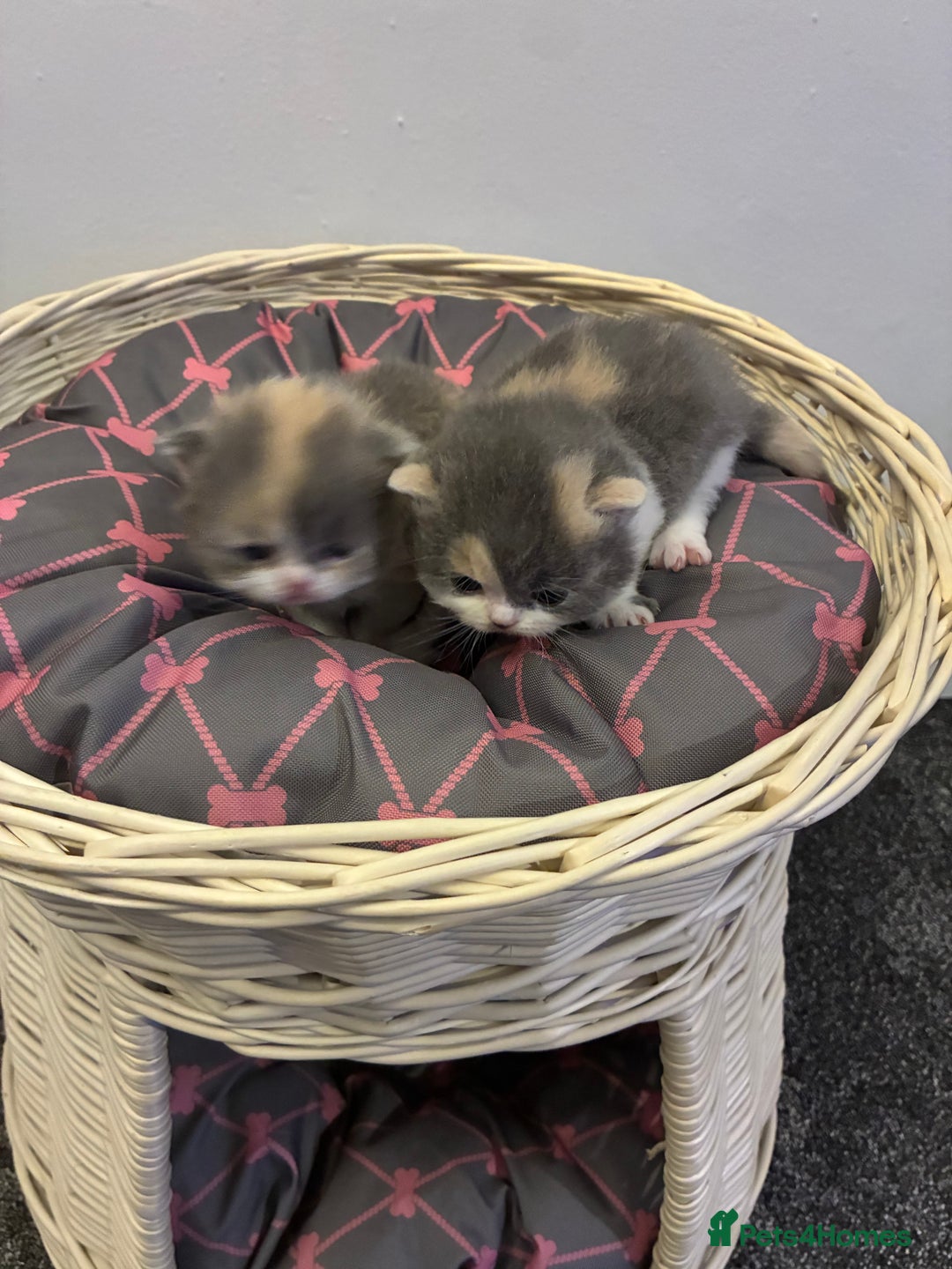 British Shorthair cats for sale: 5 BSH TICA REGISTERED KITTENS - Advert 17