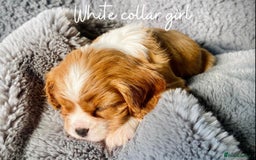 Cavalier King Charles Spaniel dogs for sale: Lovingly raised Blenheim Cavaliers  - Image 21