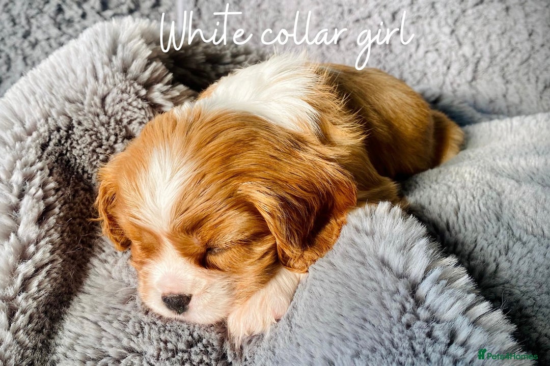 Cavalier King Charles Spaniel dogs for sale: Lovingly raised Blenheim Cavaliers  - Image 21