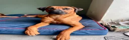 Rhodesian Ridgeback dogs for sale: KC Registered Rhodesian Ridgeback Litter - Advert 6