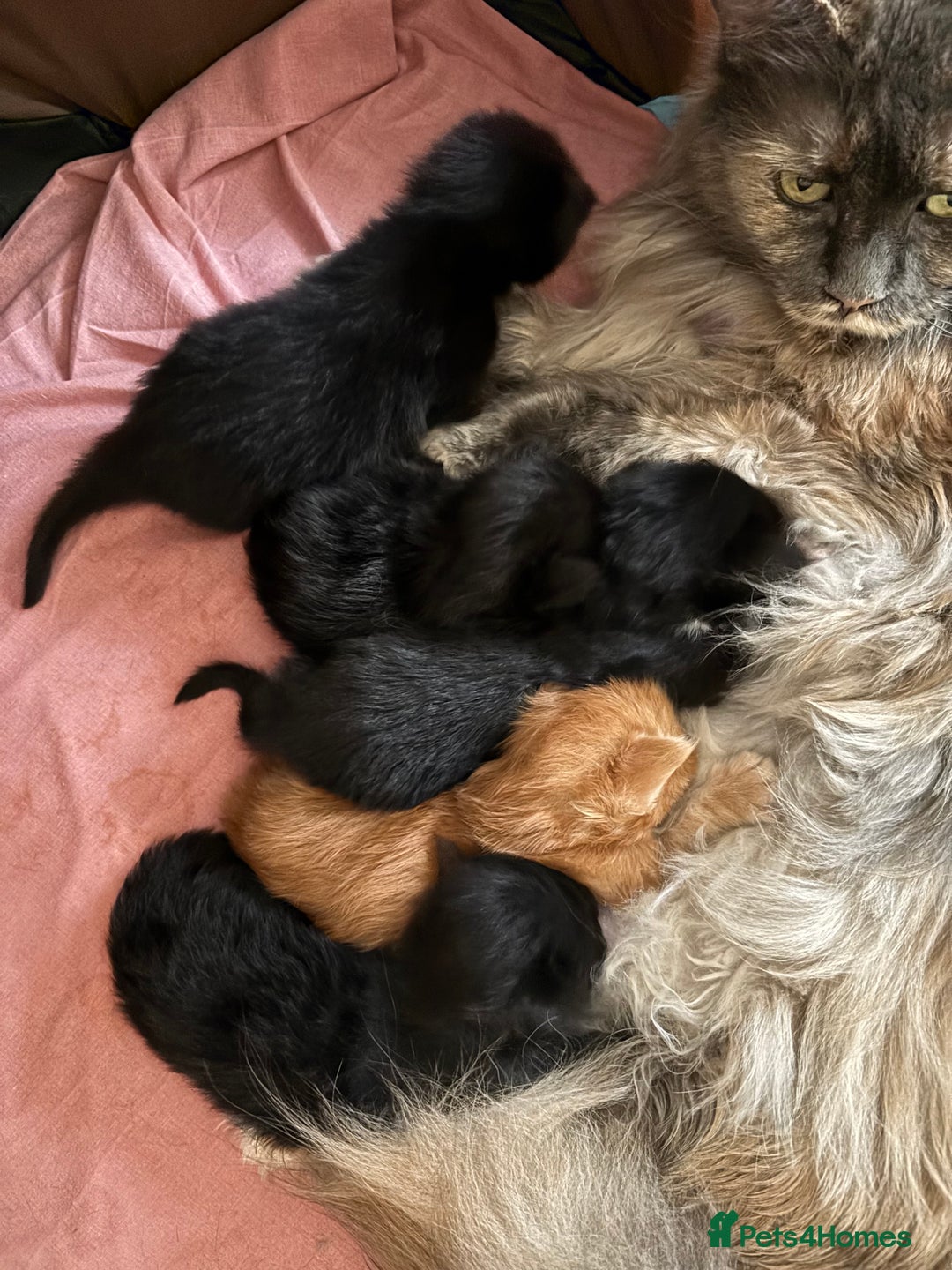 Maine Coon cats for sale: Maine coon - Image 25