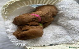 Cockapoo dogs for sale: 🌟 8 beautiful F1 b cockapoo puppies 🌟 - Image 13