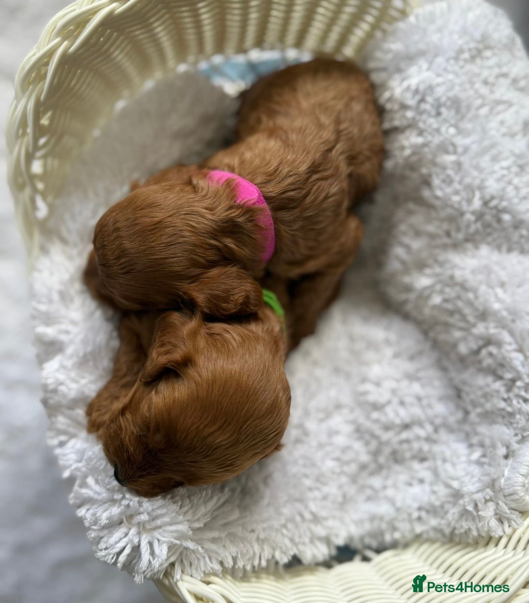 Cockapoo dogs for sale: 🌟 8 beautiful F1 b cockapoo puppies 🌟 - Image 13