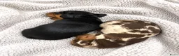 Miniature Dachshund dogs for sale: 5★ LICENSED BREEDER, KC registered, PRA clear  - Advert 5
