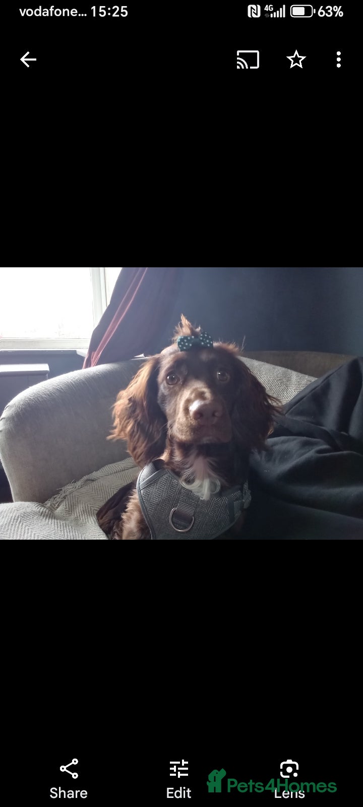 Mixed Breed dogs Betty and Lulu - Advert 1