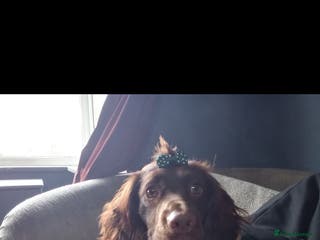 Mixed Breed dogs Betty and Lulu - Advert 4