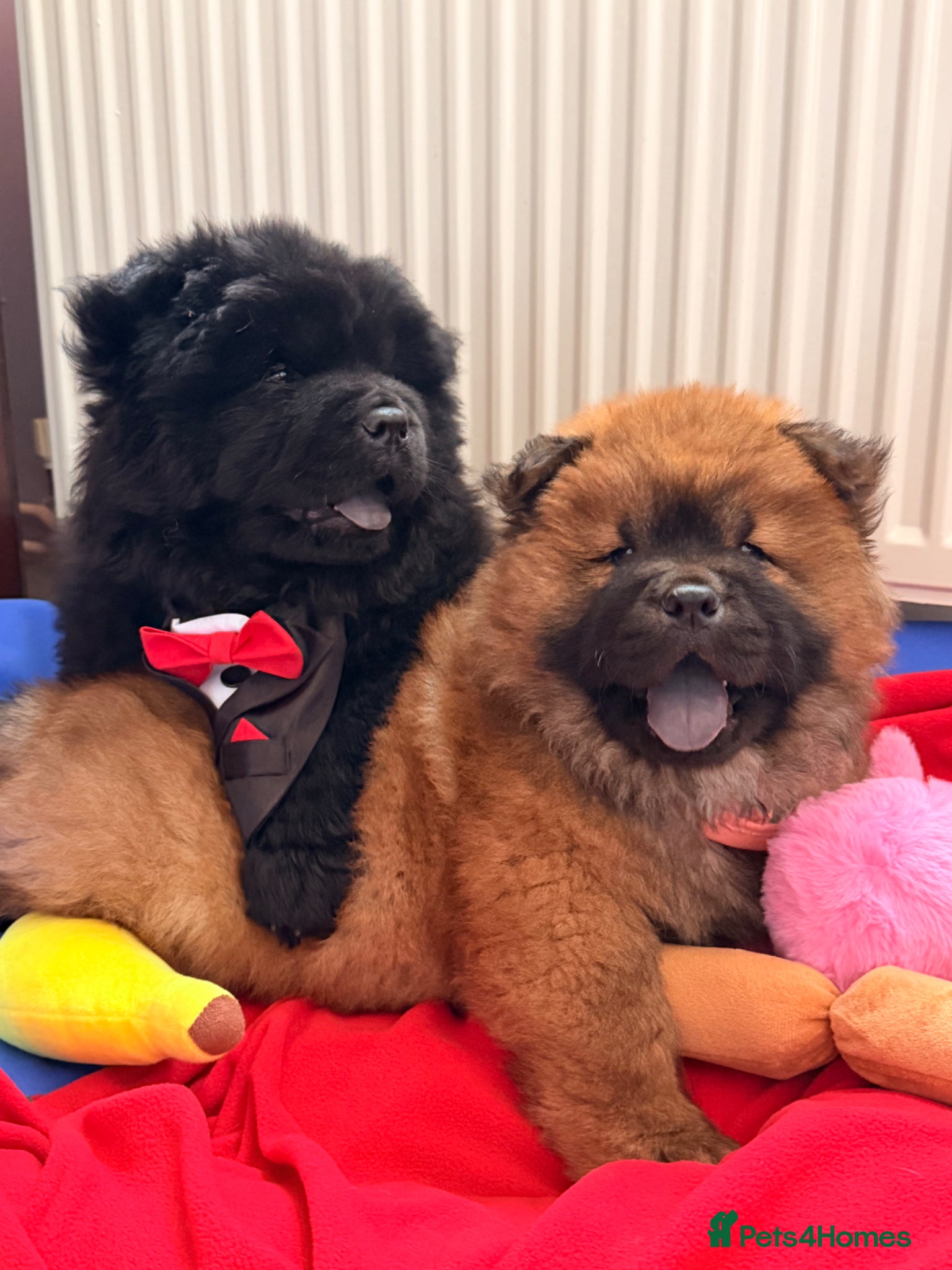 Chow Chow dogs for sale: Fluffy bears ready to go ❤️ in Lampeter - Advert 7