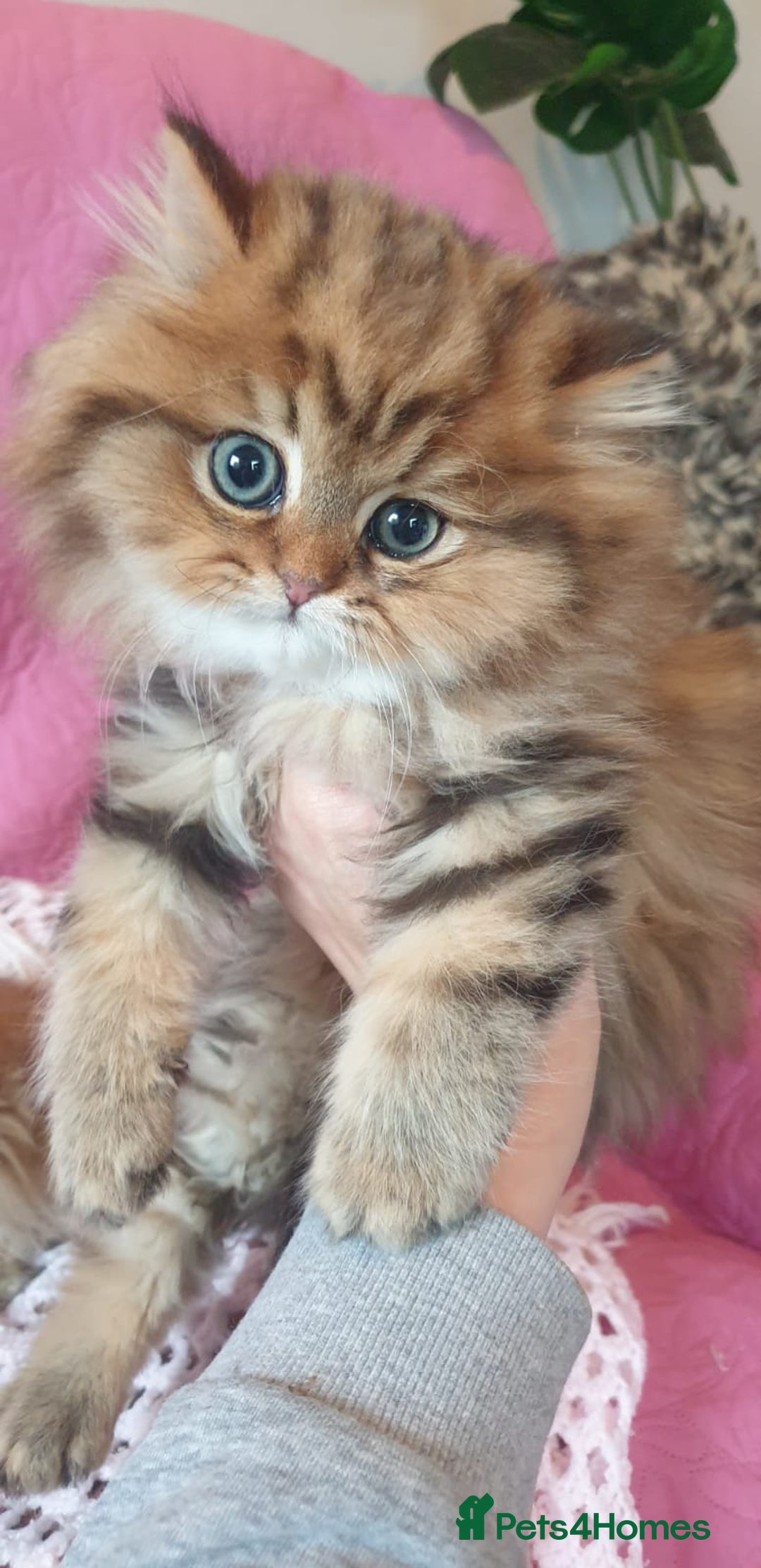 Persian cats for sale: 💖Beautiful Pedigree Chinchilla Persian Kittens. - Advert 4