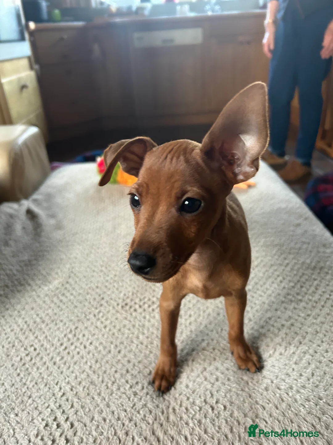 Miniature Pinscher dogs for sale: Stunning KC Miniature Pinscher puppies - Advert 11