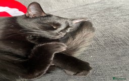 Domestic Shorthair cats for sale: 2 cats for sale  - Image 3