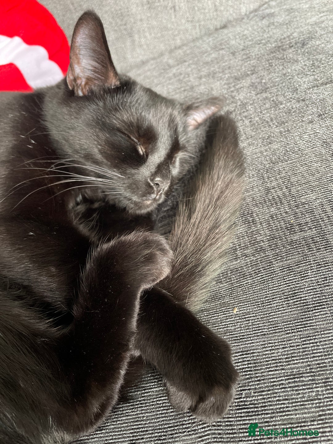 Domestic Shorthair cats for sale: 2 cats for sale  - Image 3